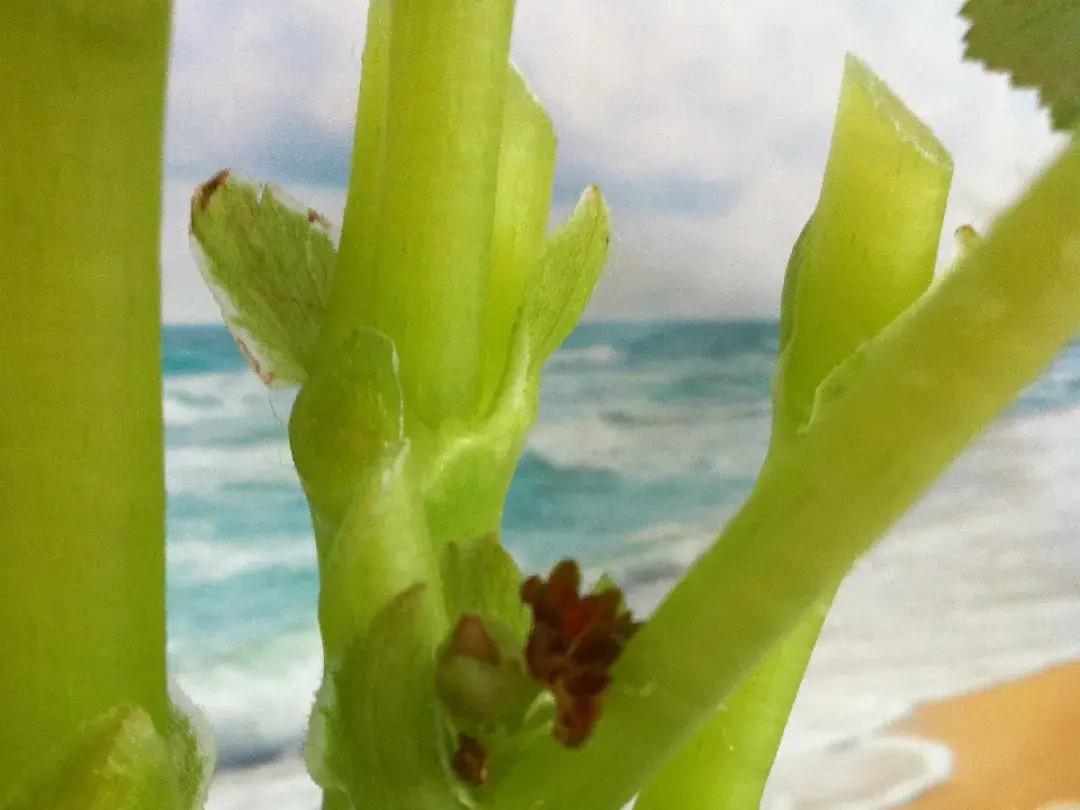 各种花的修剪方式，养花技巧：10种花，开完赶紧剪，不仅可以长得更好，剪完一直开