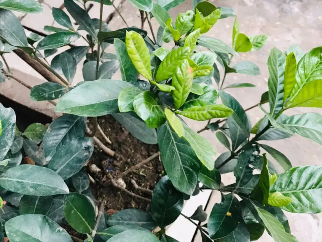 各种花的修剪方式，养花技巧：10种花，开完赶紧剪，不仅可以长得更好，剪完一直开