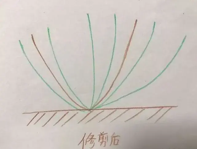 各种花的修剪方式，养花技巧：10种花，开完赶紧剪，不仅可以长得更好，剪完一直开