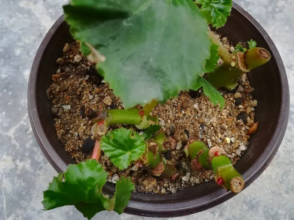 各种花的修剪方式，养花技巧：10种花，开完赶紧剪，不仅可以长得更好，剪完一直开