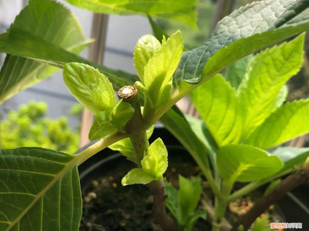 各种花的修剪方式，养花技巧：10种花，开完赶紧剪，不仅可以长得更好，剪完一直开