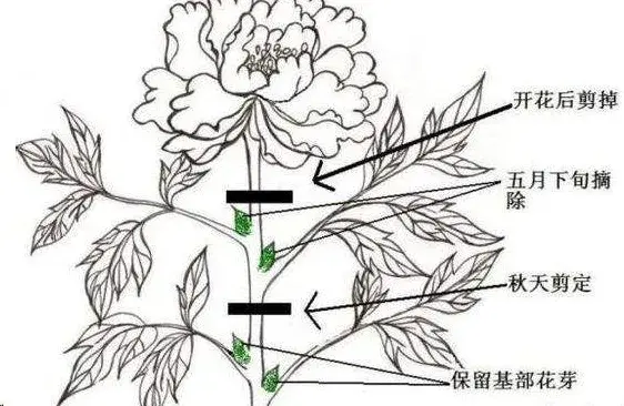 各种花的修剪方式，养花技巧：10种花，开完赶紧剪，不仅可以长得更好，剪完一直开