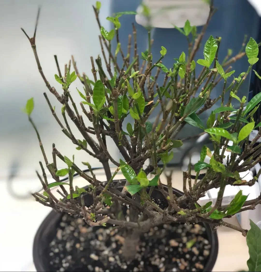 各种花的修剪方式，养花技巧：10种花，开完赶紧剪，不仅可以长得更好，剪完一直开
