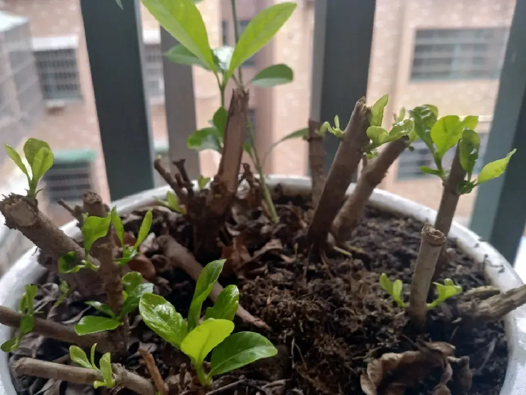 各种花的修剪方式，养花技巧：10种花，开完赶紧剪，不仅可以长得更好，剪完一直开