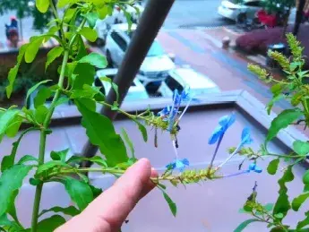 各种花的修剪方式，养花技巧：10种花，开完赶紧剪，不仅可以长得更好，剪完一直开
