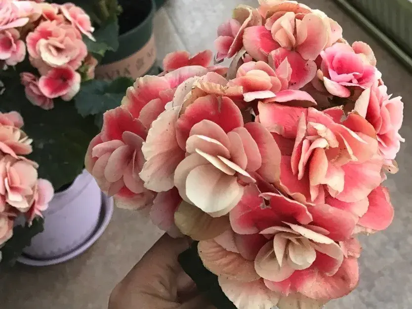 各种花的修剪方式，养花技巧：10种花，开完赶紧剪，不仅可以长得更好，剪完一直开