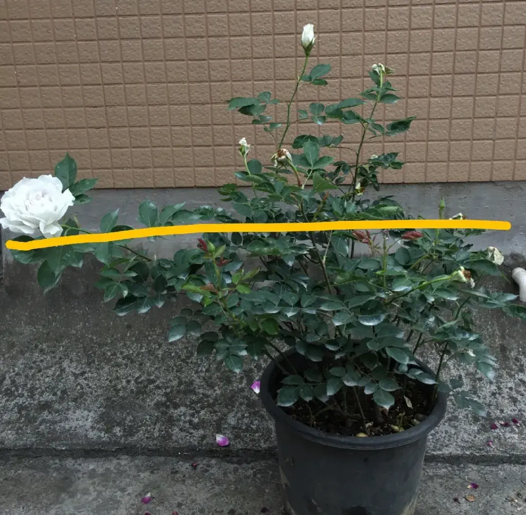 各种花的修剪方式，养花技巧：10种花，开完赶紧剪，不仅可以长得更好，剪完一直开