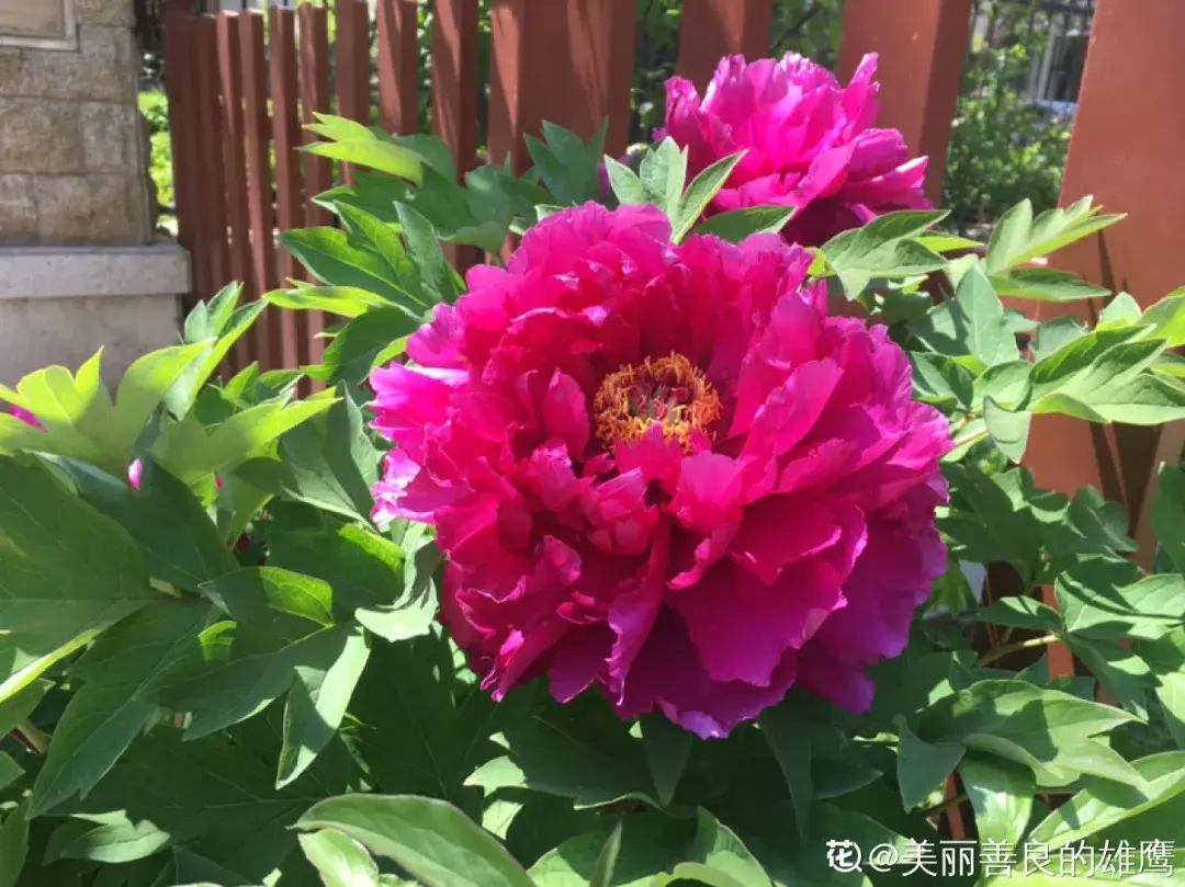 各种花的修剪方式，养花技巧：10种花，开完赶紧剪，不仅可以长得更好，剪完一直开