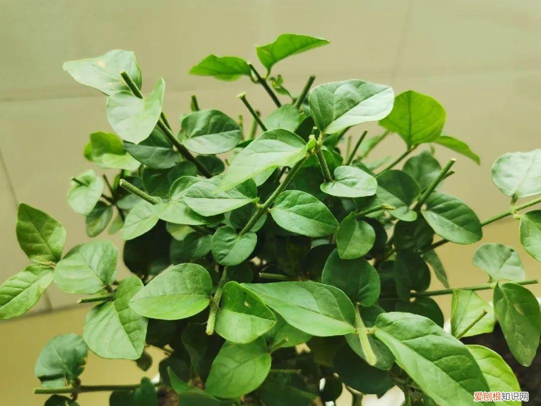 各种花的修剪方式，养花技巧：10种花，开完赶紧剪，不仅可以长得更好，剪完一直开