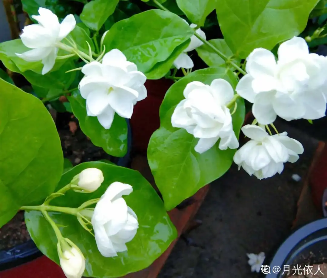 各种花的修剪方式，养花技巧：10种花，开完赶紧剪，不仅可以长得更好，剪完一直开