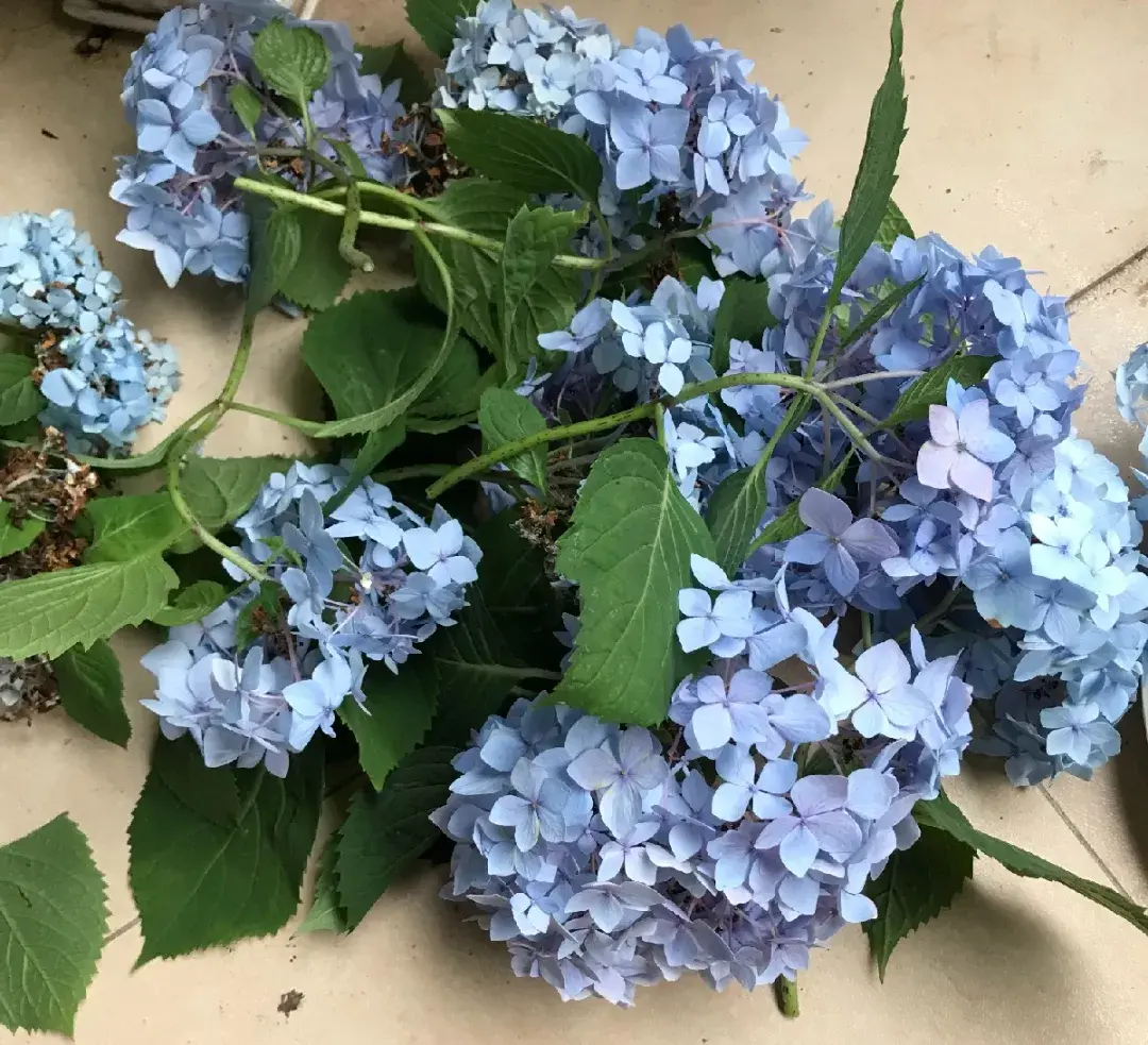 各种花的修剪方式，养花技巧：10种花，开完赶紧剪，不仅可以长得更好，剪完一直开