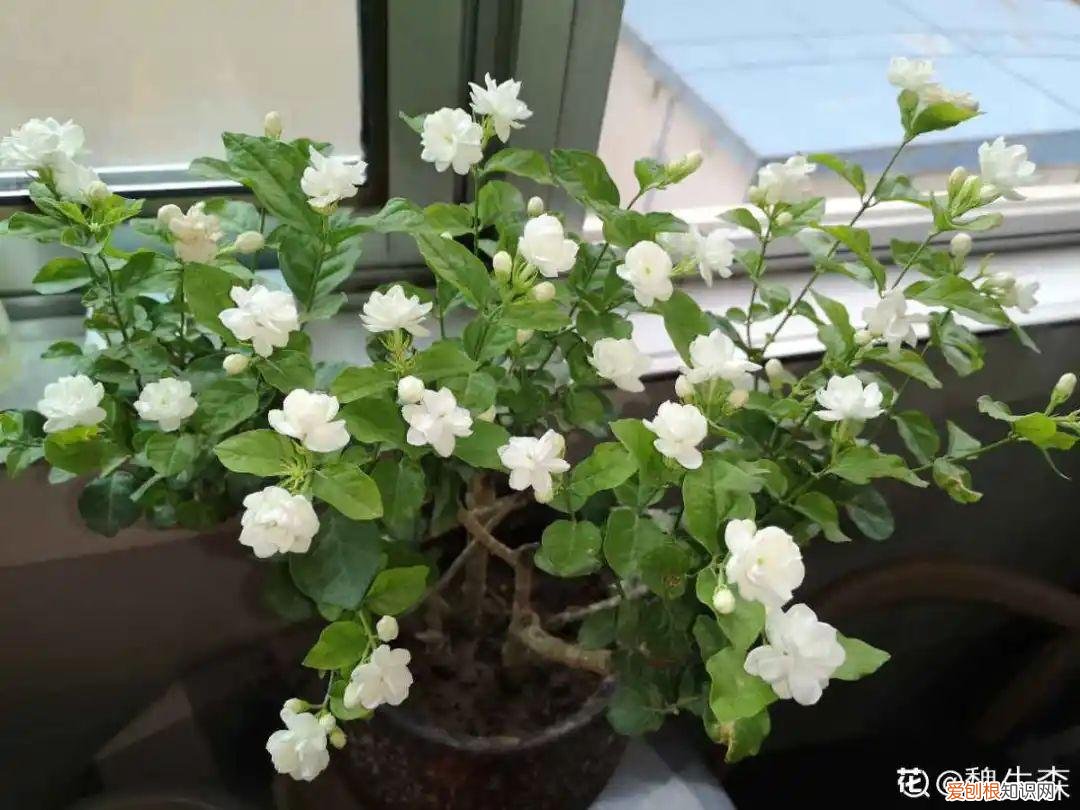 各种花的修剪方式，养花技巧：10种花，开完赶紧剪，不仅可以长得更好，剪完一直开