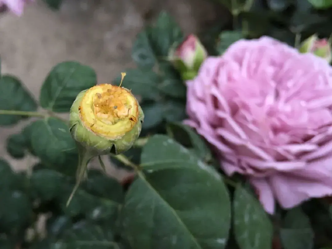 各种花的修剪方式，养花技巧：10种花，开完赶紧剪，不仅可以长得更好，剪完一直开