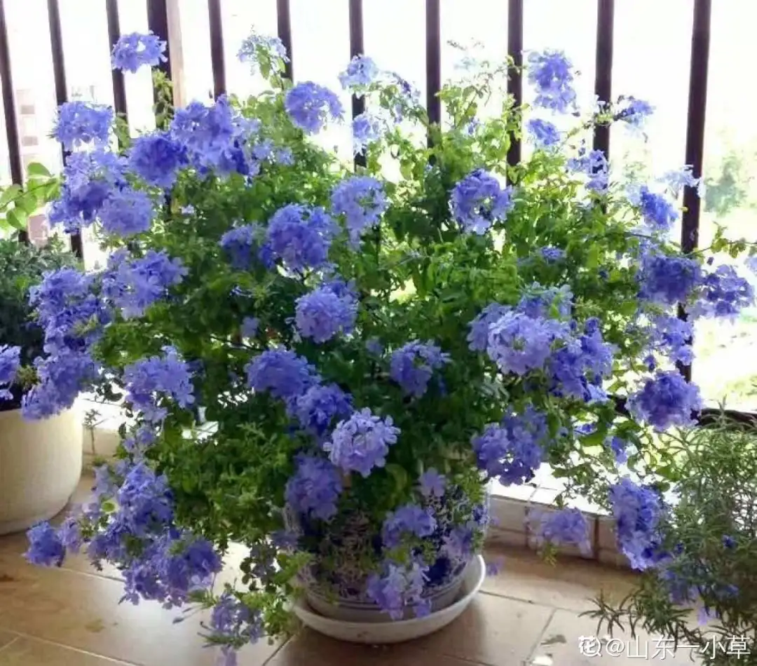 各种花的修剪方式，养花技巧：10种花，开完赶紧剪，不仅可以长得更好，剪完一直开