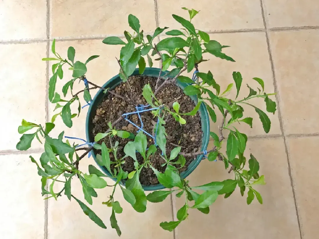 各种花的修剪方式，养花技巧：10种花，开完赶紧剪，不仅可以长得更好，剪完一直开