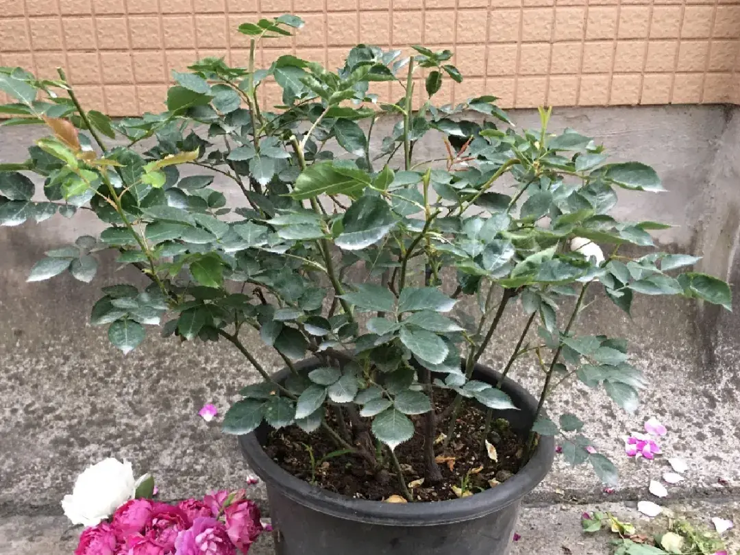 各种花的修剪方式，养花技巧：10种花，开完赶紧剪，不仅可以长得更好，剪完一直开