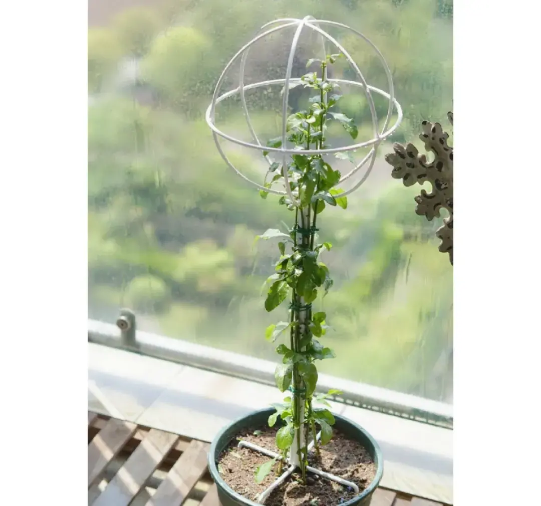 各种花的修剪方式，养花技巧：10种花，开完赶紧剪，不仅可以长得更好，剪完一直开