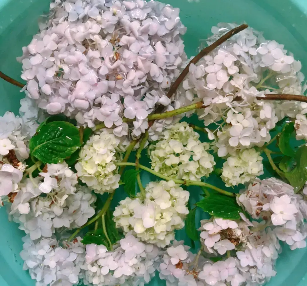 各种花的修剪方式，养花技巧：10种花，开完赶紧剪，不仅可以长得更好，剪完一直开