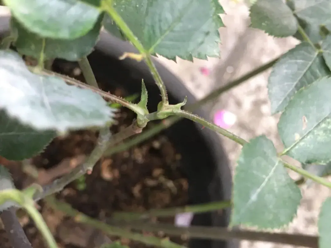 各种花的修剪方式，养花技巧：10种花，开完赶紧剪，不仅可以长得更好，剪完一直开