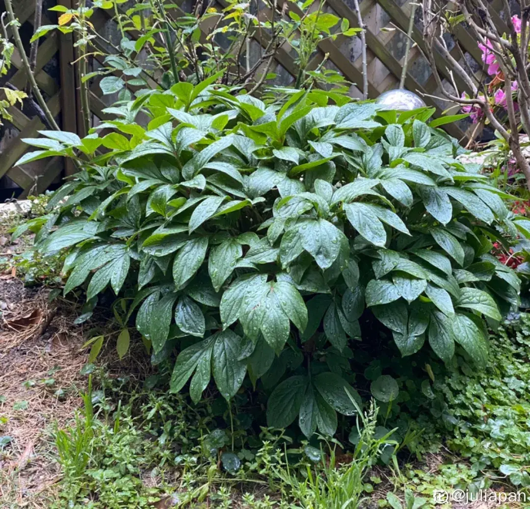 各种花的修剪方式，养花技巧：10种花，开完赶紧剪，不仅可以长得更好，剪完一直开