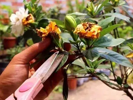 各种花的修剪方式，养花技巧：10种花，开完赶紧剪，不仅可以长得更好，剪完一直开