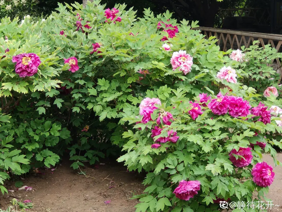 各种花的修剪方式，养花技巧：10种花，开完赶紧剪，不仅可以长得更好，剪完一直开