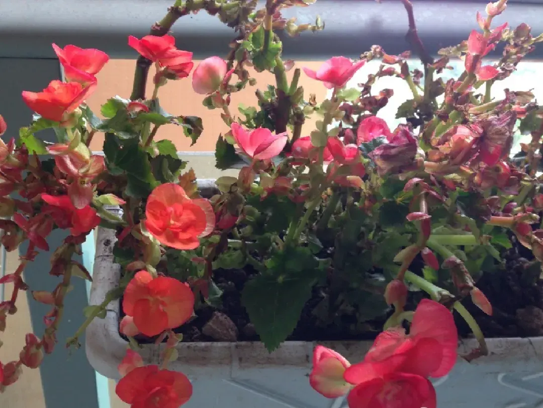 各种花的修剪方式，养花技巧：10种花，开完赶紧剪，不仅可以长得更好，剪完一直开