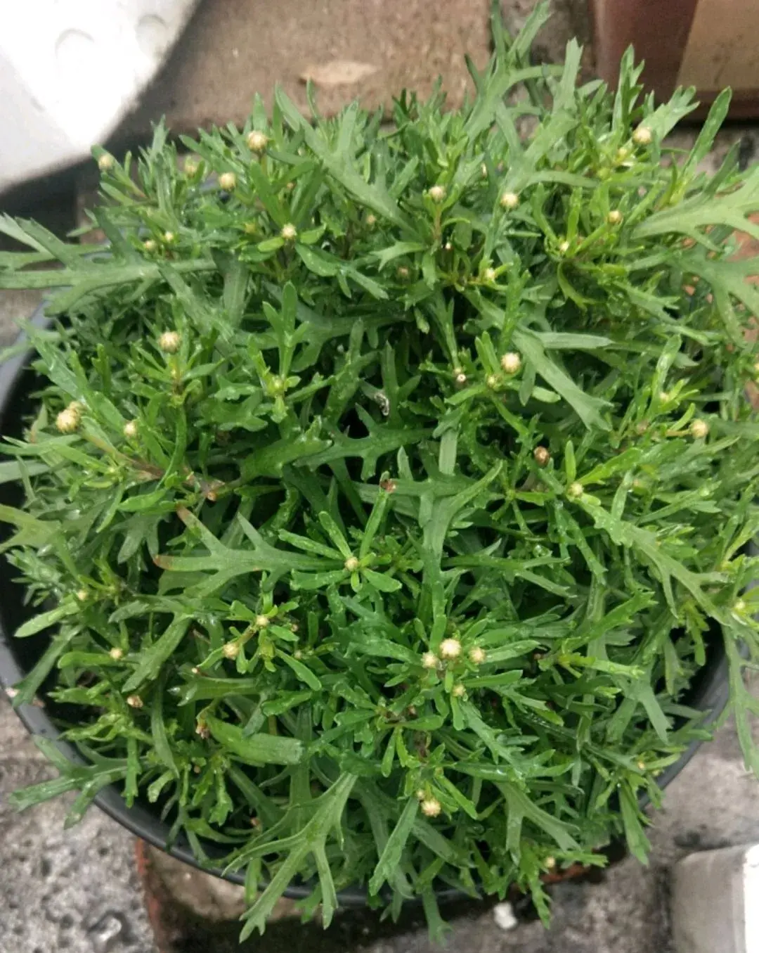 各种花的修剪方式，养花技巧：10种花，开完赶紧剪，不仅可以长得更好，剪完一直开