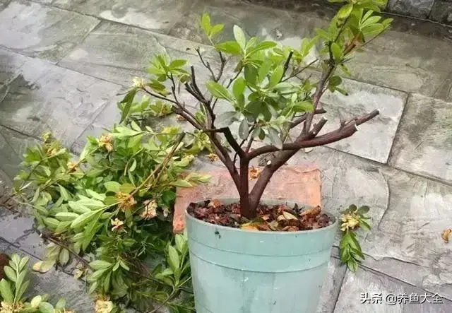 盆栽花卉的修剪包括哪些内容，10种常见盆栽花卉的修剪方法，剪完就开花，比施肥还管用