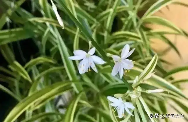 盆栽花卉的修剪包括哪些内容，10种常见盆栽花卉的修剪方法，剪完就开花，比施肥还管用