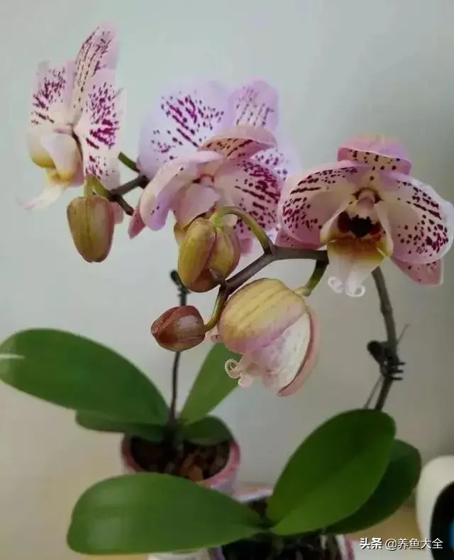 盆栽花卉的修剪包括哪些内容，10种常见盆栽花卉的修剪方法，剪完就开花，比施肥还管用