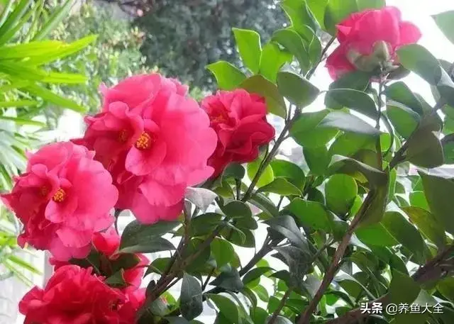 盆栽花卉的修剪包括哪些内容，10种常见盆栽花卉的修剪方法，剪完就开花，比施肥还管用