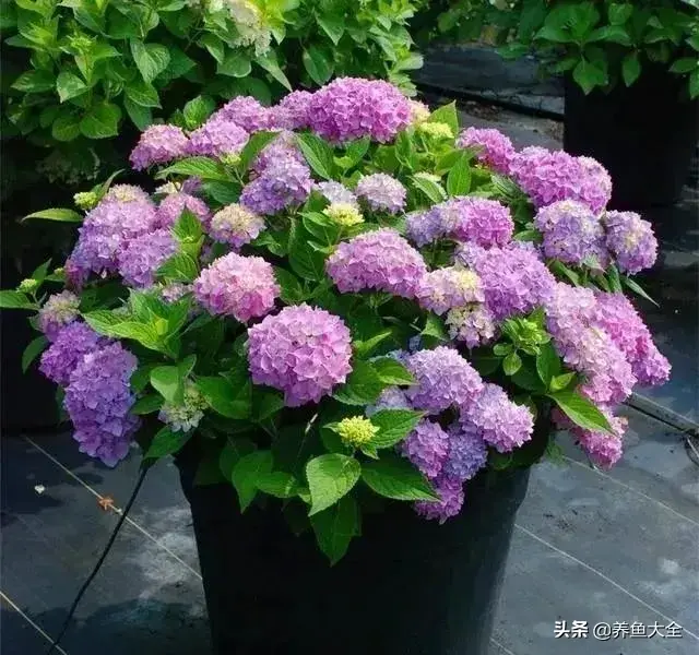 盆栽花卉的修剪包括哪些内容，10种常见盆栽花卉的修剪方法，剪完就开花，比施肥还管用