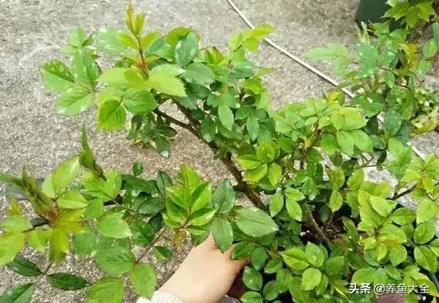盆栽花卉的修剪包括哪些内容，10种常见盆栽花卉的修剪方法，剪完就开花，比施肥还管用