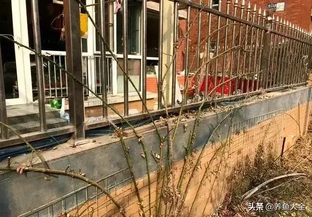 盆栽花卉的修剪包括哪些内容，10种常见盆栽花卉的修剪方法，剪完就开花，比施肥还管用