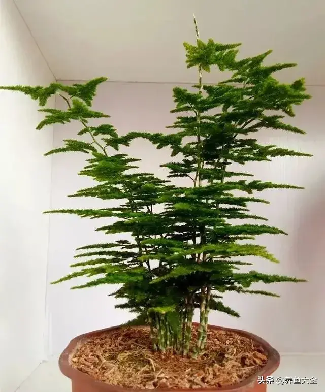 盆栽花卉的修剪包括哪些内容，10种常见盆栽花卉的修剪方法，剪完就开花，比施肥还管用