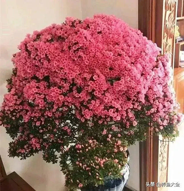 盆栽花卉的修剪包括哪些内容，10种常见盆栽花卉的修剪方法，剪完就开花，比施肥还管用