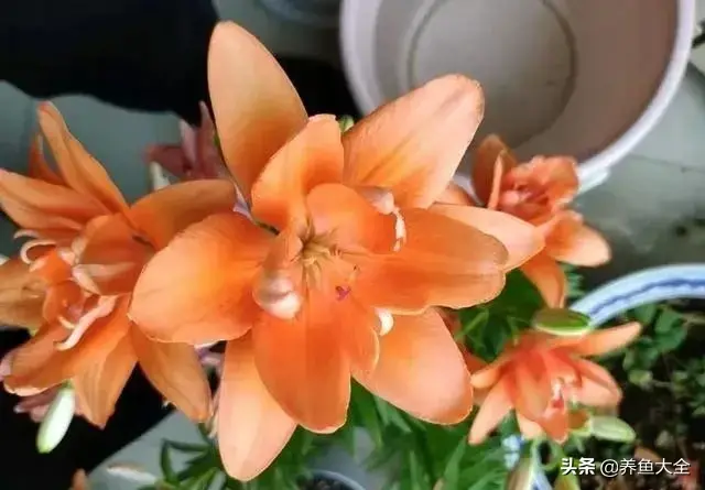 盆栽花卉的修剪包括哪些内容，10种常见盆栽花卉的修剪方法，剪完就开花，比施肥还管用