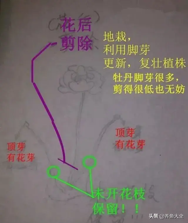 盆栽花卉的修剪包括哪些内容，10种常见盆栽花卉的修剪方法，剪完就开花，比施肥还管用