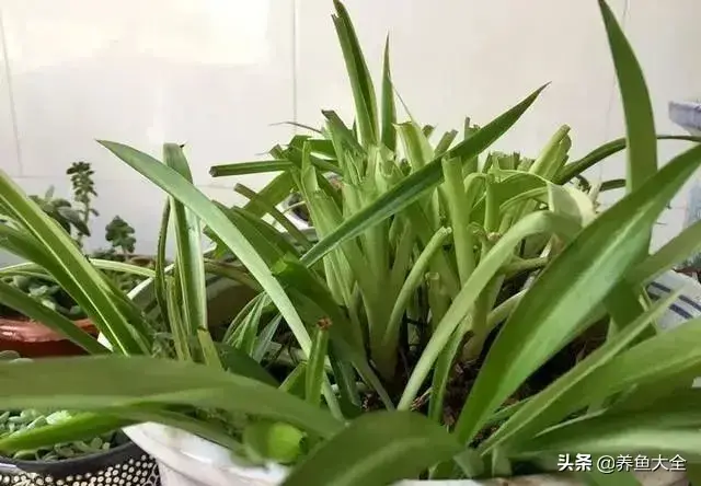 盆栽花卉的修剪包括哪些内容，10种常见盆栽花卉的修剪方法，剪完就开花，比施肥还管用