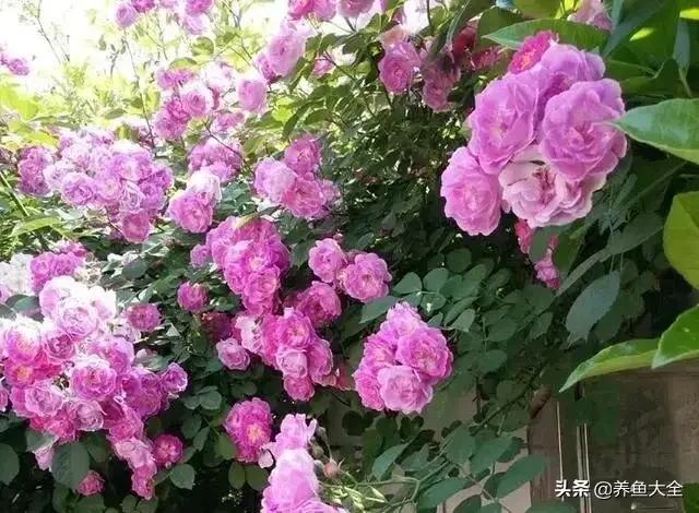 盆栽花卉的修剪包括哪些内容，10种常见盆栽花卉的修剪方法，剪完就开花，比施肥还管用