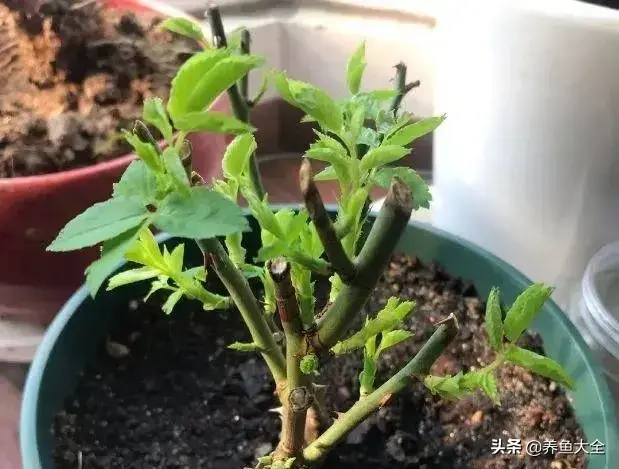 盆栽花卉的修剪包括哪些内容，10种常见盆栽花卉的修剪方法，剪完就开花，比施肥还管用