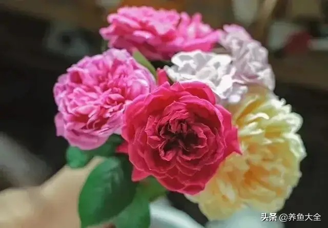盆栽花卉的修剪包括哪些内容，10种常见盆栽花卉的修剪方法，剪完就开花，比施肥还管用