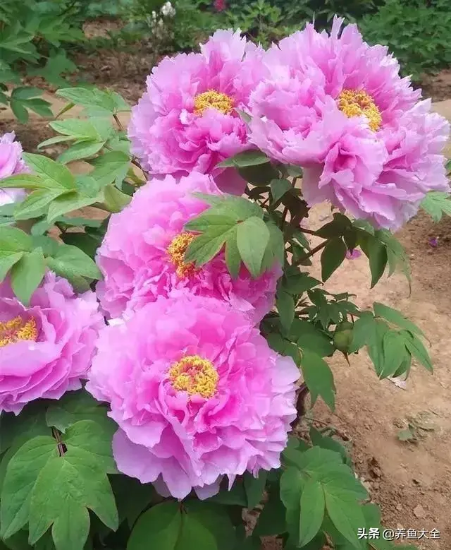 盆栽花卉的修剪包括哪些内容，10种常见盆栽花卉的修剪方法，剪完就开花，比施肥还管用