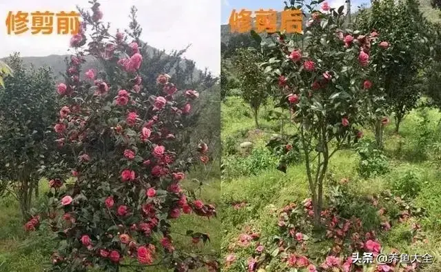 盆栽花卉的修剪包括哪些内容，10种常见盆栽花卉的修剪方法，剪完就开花，比施肥还管用