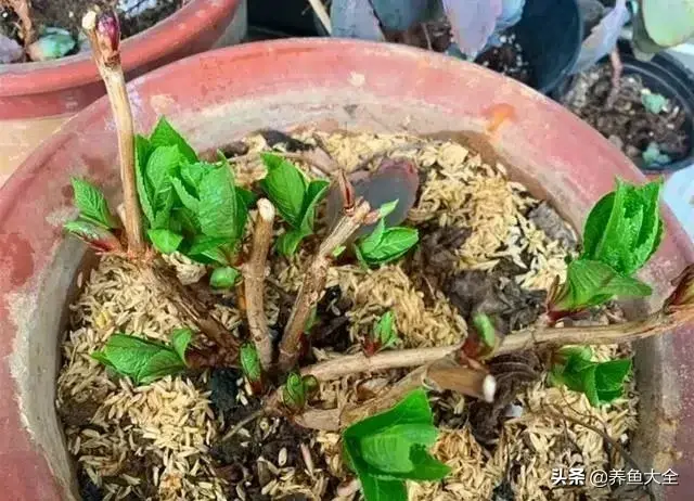 盆栽花卉的修剪包括哪些内容，10种常见盆栽花卉的修剪方法，剪完就开花，比施肥还管用
