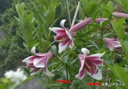 盆栽花卉的修剪包括哪些内容，10种常见盆栽花卉的修剪方法，剪完就开花，比施肥还管用