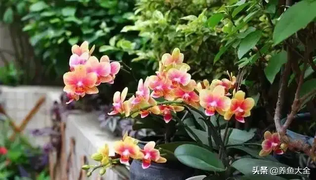 盆栽花卉的修剪包括哪些内容，10种常见盆栽花卉的修剪方法，剪完就开花，比施肥还管用