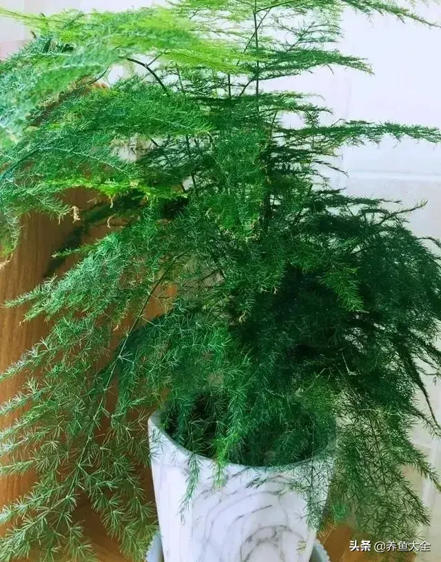 盆栽花卉的修剪包括哪些内容，10种常见盆栽花卉的修剪方法，剪完就开花，比施肥还管用