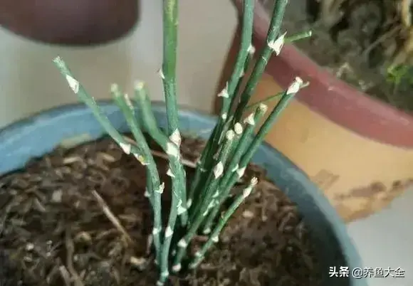 盆栽花卉的修剪包括哪些内容，10种常见盆栽花卉的修剪方法，剪完就开花，比施肥还管用